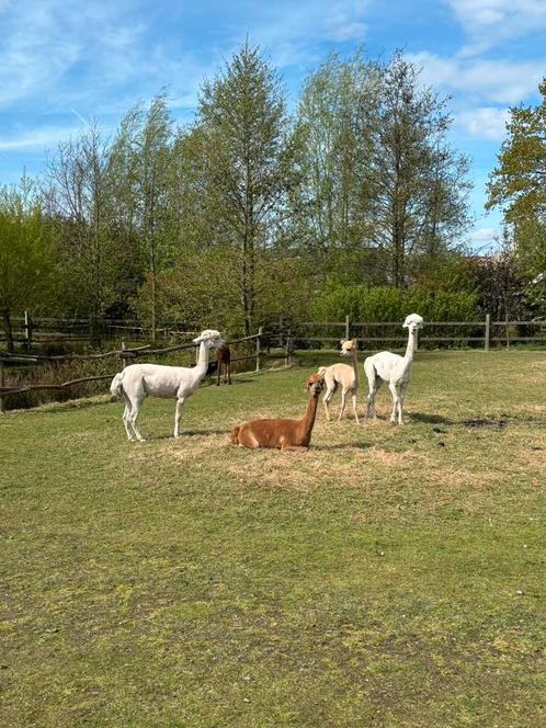 Scheren van schapen&alpaca’s, Dieren en Toebehoren, Overige Dieren