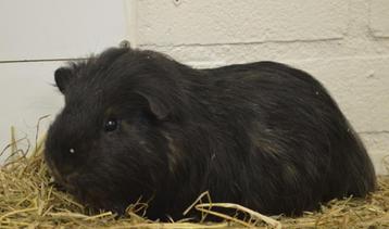 GRATIS twee cavia's te verkrijgen. beschikbaar voor biedingen