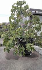 Vijgen boom in bak 200 l op wielen, Tuin en Terras, Ophalen