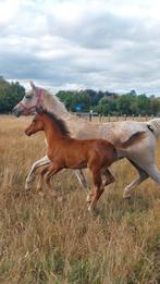 Merrie veulen kruising quarter en arabische volbloed, Dieren en Toebehoren, Paarden, Merrie