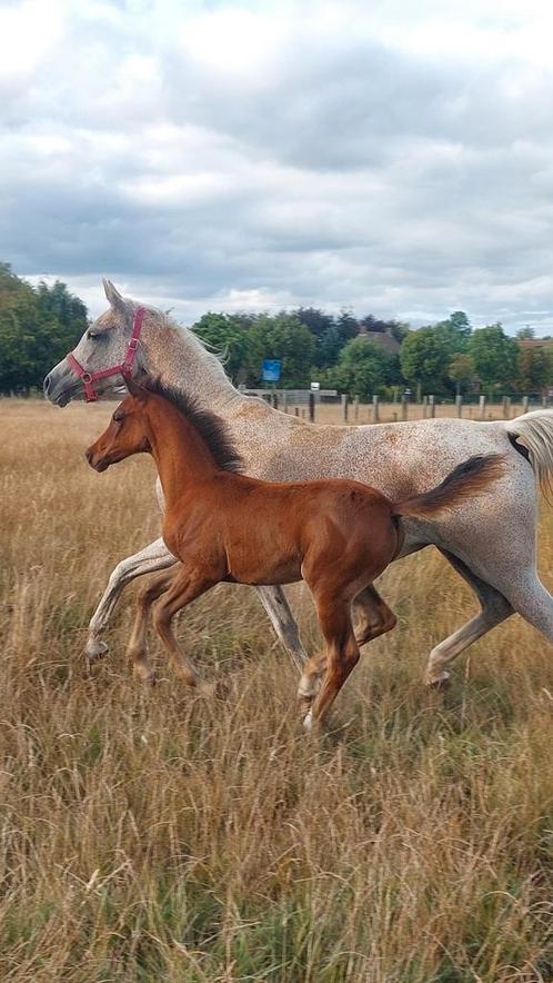Merrie veulen kruising quarter en arabische volbloed, Dieren en Toebehoren, Paarden, Merrie