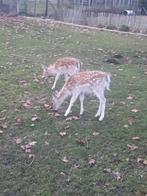 2 damhertjes, Dieren en Toebehoren, Maart