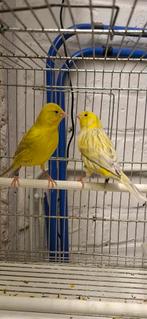 Mâle canaris 2025, Dieren en Toebehoren, Mannelijk