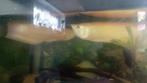 Arowana et poissons, Vis, Zoetwatervis