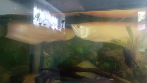 Arowana et poissons, Dieren en Toebehoren, Vissen | Aquariumvissen, Zoetwatervis, Vis