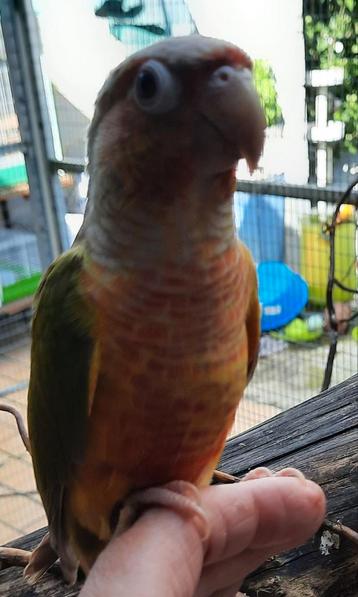 Conure molinae EAM beschikbaar voor biedingen