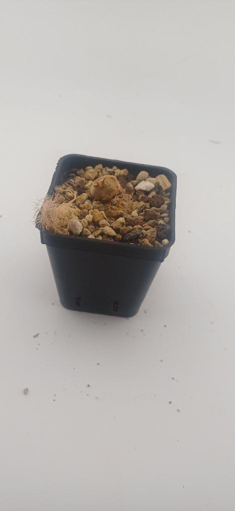 eriospermum paradoxum, Huis en Inrichting, Kamerplanten, Vetplant, Minder dan 100 cm, Groene kamerplant, Volle zon, Ophalen of Verzenden