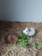 Cavia zeugjes, Animaux & Accessoires, Rongeurs, Décembre, Femelle, Cobaye