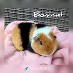 Prachtige US Teddy beer, Bommel - adoptie, Dieren en Toebehoren, Mannelijk, Cavia, Tam