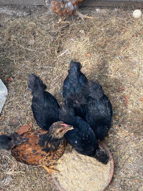 Wyandotte kriel kuikens, Dieren en Toebehoren, Pluimvee, Kip, Meerdere dieren