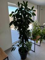 ficus cyathistipula, 175 cm hoogte, 40 cm diameter, Ophalen, Ficus, Halfschaduw, In pot