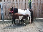 Bonte Shetlanders met veulens  Shetland, Dieren en Toebehoren, Pony's, Merrie