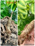 Pine island baby poss female, Enlèvement, Comme neuf