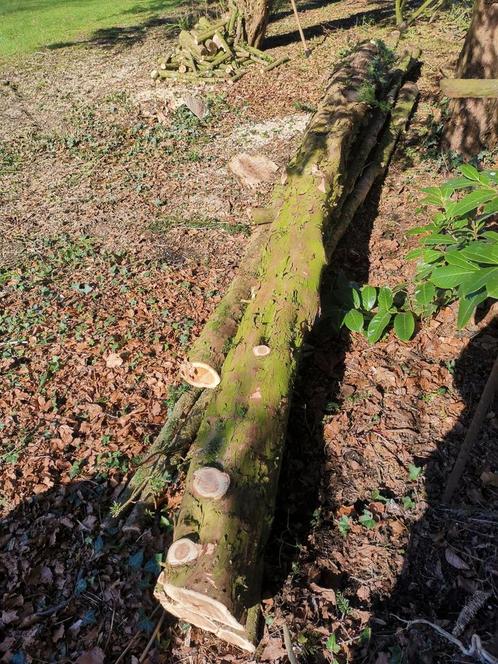 7 troncs d'if, grumes, Taxus Baccata, Jardin & Terrasse, Bois de chauffage, Enlèvement ou Envoi