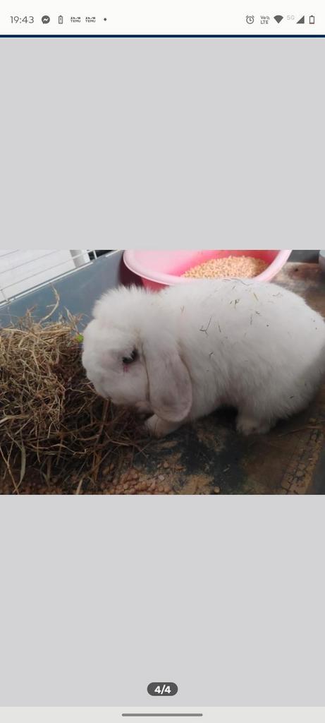 Lief mannelijk konijn zoekt een nieuwe thuis, Dieren en Toebehoren, Konijnen, Middelgroot, Mannelijk, 3 tot 5 jaar, Hangoor