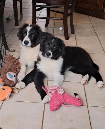 Lieve zwart-witte Australische herder pups op boerderij beschikbaar voor biedingen