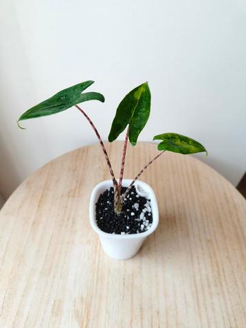 Alocasia Zebrina Variegata beschikbaar voor biedingen