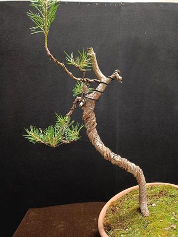 Pinus sylvestris bonsai 