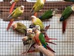 Pyrrhuras molinaes. Conures a joues vertes