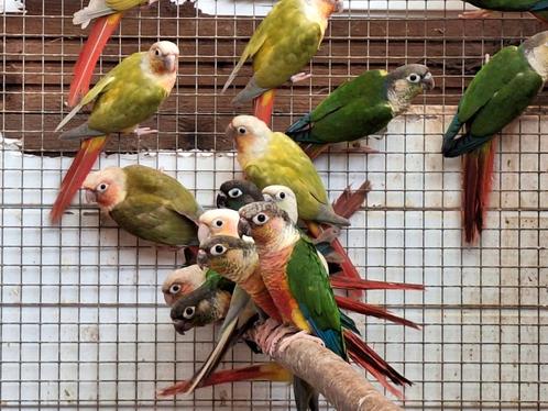 Pyrrhuras molinaes. Conures a joues vertes, Dieren en Toebehoren, Vogels | Parkieten en Papegaaien