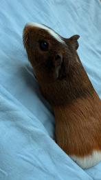 Cavia in goede hands, Dieren en Toebehoren, November, Vrouwelijk, Cavia