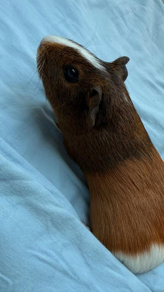 Cavia in goede hands, Dieren en Toebehoren, Knaagdieren, Vrouwelijk, Cavia, November