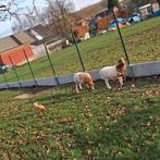 Witte Cameroen ooien, Dieren en Toebehoren