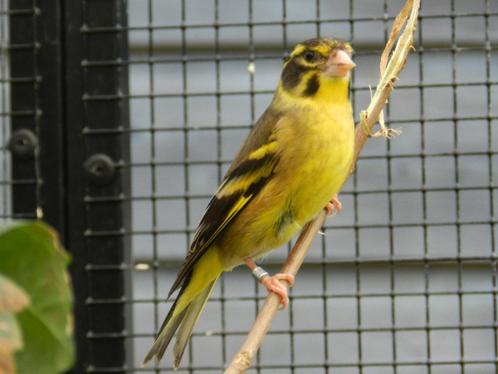 Himalayagroenling, Dieren en Toebehoren, Vogels | Overige Vogels