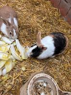 3 konijnen, Dieren en Toebehoren, Knaagdieren, Augustus, Vrouwelijk, Overige typen, Tam