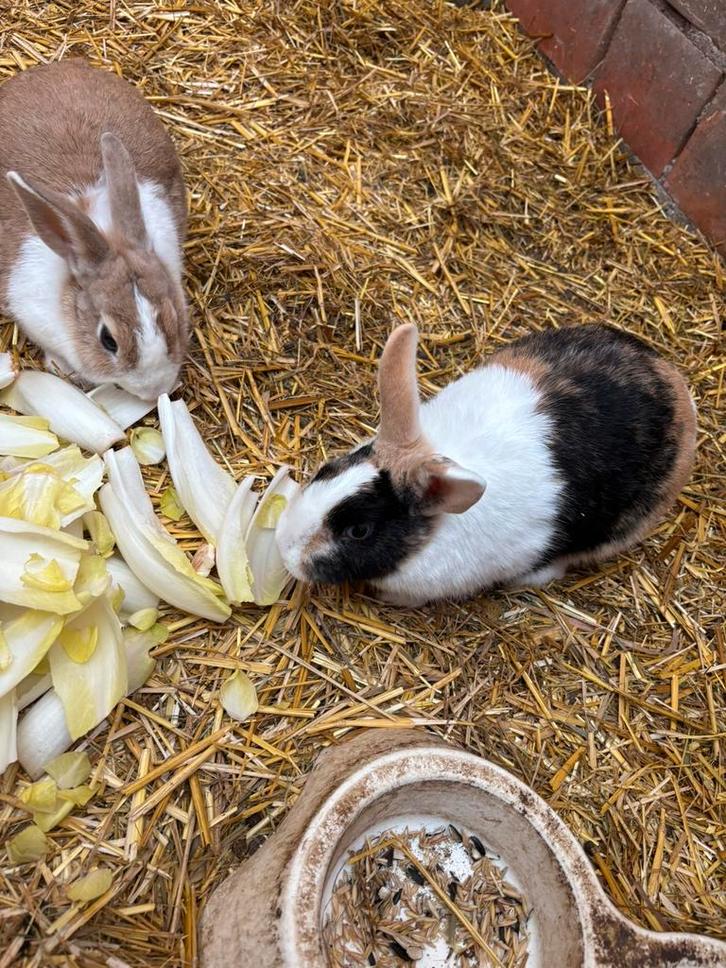 3 lapins, Animaux & Accessoires, Rongeurs, Femelle, Autres types, Août, Domestique