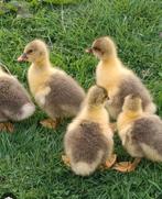 Eenden en ganze kuikens gezocht, Dieren en Toebehoren, Pluimvee