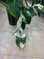 Syngonium Podophyllum Albo Variegata XL, Huis en Inrichting, Kamerplanten, Ophalen