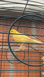 Kanarie pop, Dieren en Toebehoren