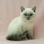 Britse Korthaar (Colorpoint & Blauw) kittens te koop, Poes, Gechipt, 0 tot 2 jaar