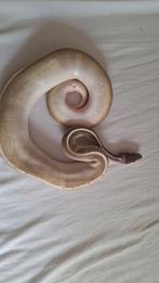 Purple passion ballpython, Dieren en Toebehoren, Slang