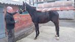 2 jaarse bwp hengst, Dieren en Toebehoren, Paarden, Springpaard, Met stamboom, 0 tot 2 jaar, Hengst