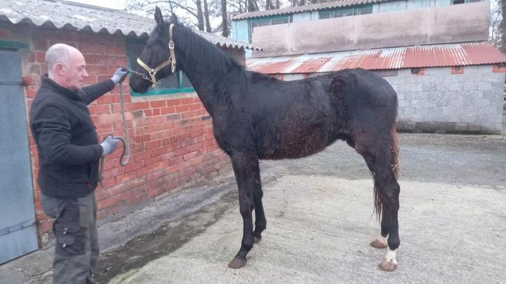 2 jaarse bwp hengst, Dieren en Toebehoren, Paarden, Hengst, Onbeleerd, 160 tot 165 cm, 0 tot 2 jaar, Springpaard, Met stamboom