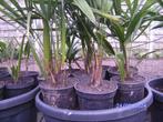 palmbomen, Tuin en Terras, Planten | Bomen, In pot, Ophalen