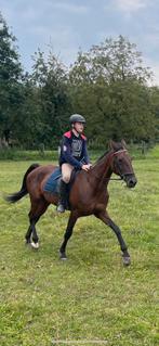 Paard te koop, Dieren en Toebehoren, Paarden, Merrie, Gechipt, Niet van toepassing, 11 jaar of ouder