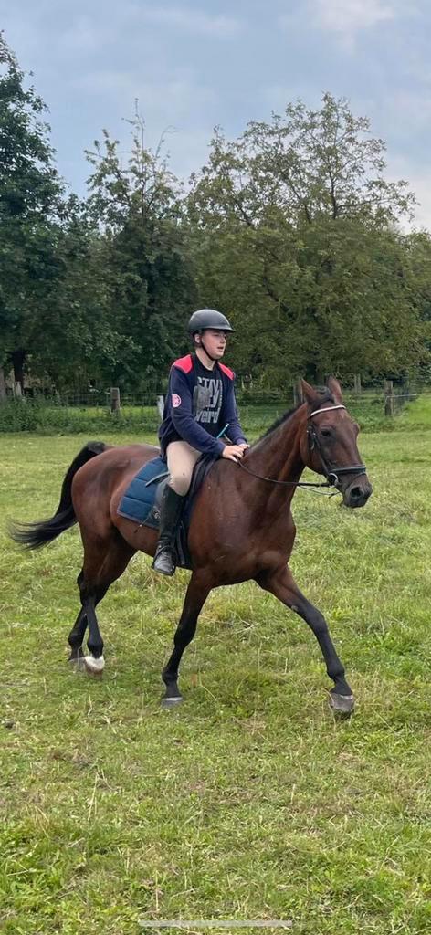 Paard te koop, Dieren en Toebehoren, Paarden, Merrie, Niet van toepassing, 165 tot 170 cm, 11 jaar of ouder, Recreatiepaard, Met stamboom