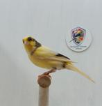 Timbrado, Plusieurs animaux, Canari chanteur