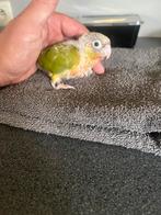 Jonge handtamme pyrrhura’s, Dieren en Toebehoren, Vogels | Parkieten en Papegaaien, Meerdere dieren, Parkiet, Geringd