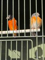 2 koppel kapoetsijsen