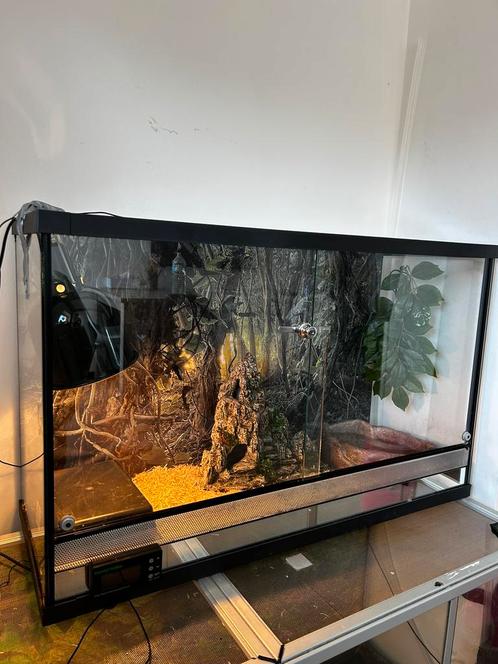 Terrarium + Python, Dieren en Toebehoren, Reptielen en Amfibieën | Toebehoren, Ophalen