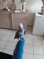 gris du gabon +cage, Animaux & Accessoires, Enlèvement