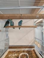 Forpus fallow en turquoise