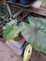 colocasia blac stem, Jardin & Terrasse, Plantes | Jardin, Enlèvement