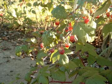 Frambozenplant beschikbaar voor biedingen