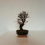 Bonsai - ulmus parvifolia - iep/olm, Lente, Minder dan 100 cm, Volle zon, In pot