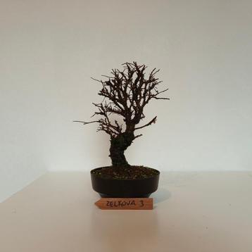 Bonsai - ulmus parvifolia - iep/olm beschikbaar voor biedingen